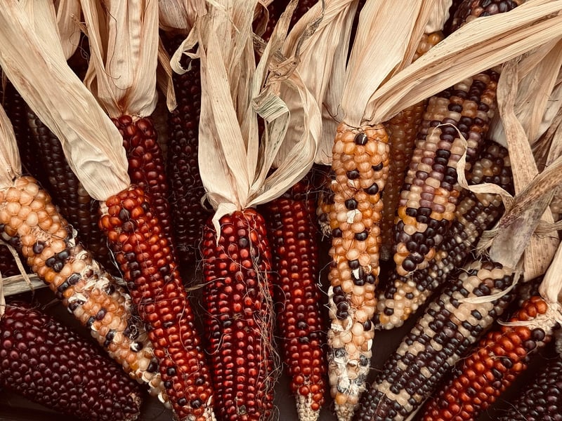 Fall Harvesting
