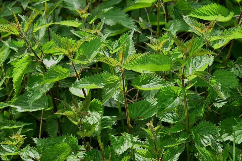 Herbs